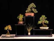 Shohin Display